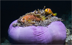 Maldive anemonefish (Amphiprion nigripes), Bathala Thila,... by Reinhard Arndt 